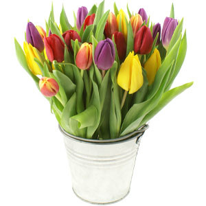 potted tulips