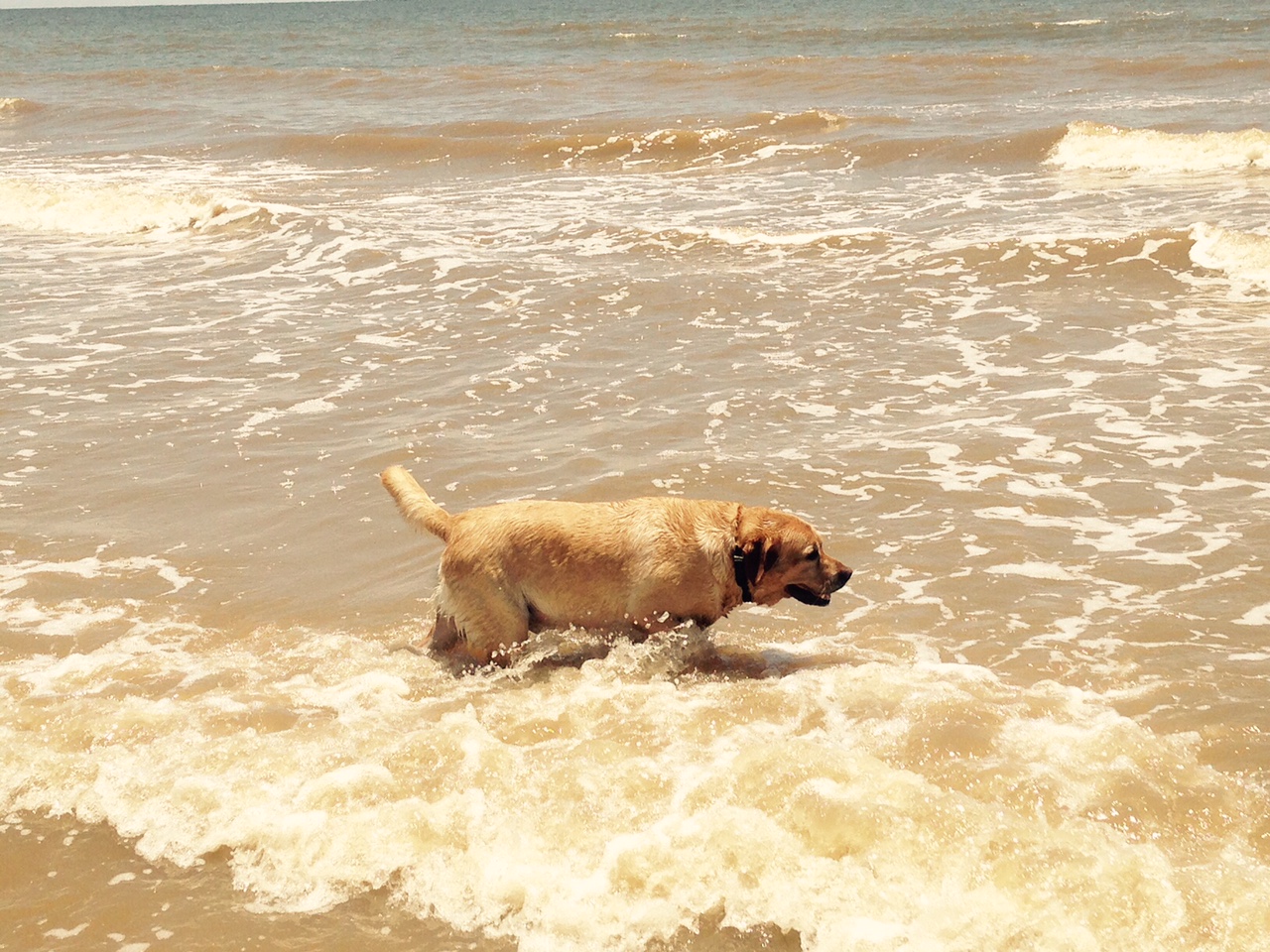Casey loved to jump the waves.