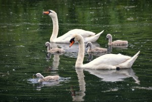 swans babies