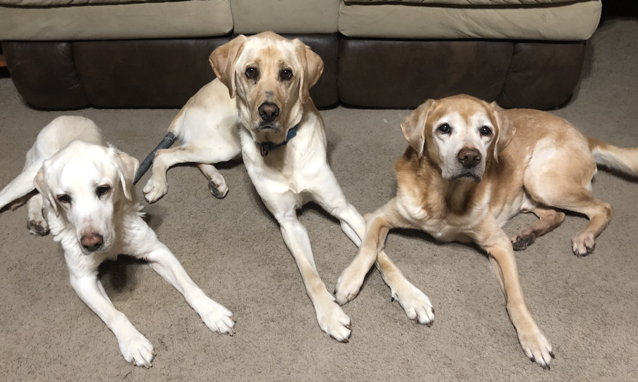 doggos Max, Lucky, and Casey